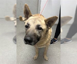 German Shepherd Dog Dogs for adoption in Palmetto, FL, USA