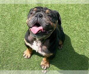 Bulldog Dogs for adoption in Orange, CA, USA