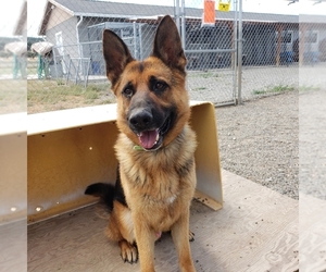 German Shepherd Dog Dogs for adoption in Yreka, CA, USA
