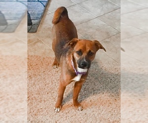 Chiweenie Dogs for adoption in Royse City, TX, USA
