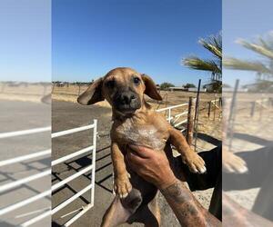 Black Mouth Cur Dogs for adoption in Bakersfield, CA, USA
