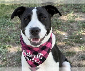 Siberian Husky-Unknown Mix Dogs for adoption in Pueblo, CO, USA