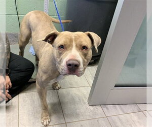 American Staffordshire Terrier-Unknown Mix Dogs for adoption in Grand Prairie, TX, USA