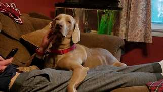 Weimaraner Dogs for adoption in Burleson, TX, USA