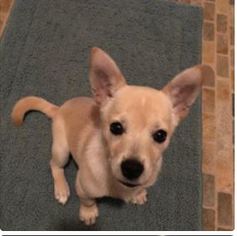Chi-Corgi Dogs for adoption in Cranston, RI, USA