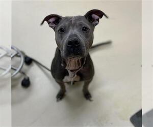 American Pit Bull Terrier Dogs for adoption in Center Township, PA, USA