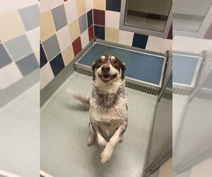 Border Collie-Unknown Mix Dogs for adoption in Plano, TX, USA