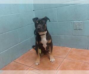 German Shepherd Dog-Unknown Mix Dogs for adoption in Downey, CA, USA