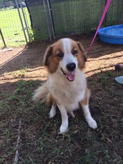 Australian Shepherd-Collie Mix Dogs for adoption in Stafford, TX, USA