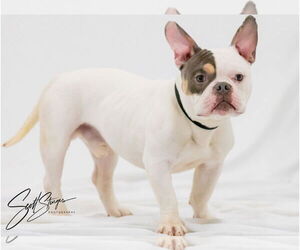 American Bulldog-Unknown Mix Dogs for adoption in Brooklyn Center, MN, USA