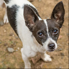Rat-Cha Dogs for adoption in Shreveport, LA, USA