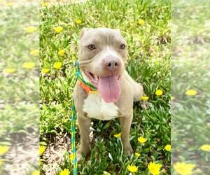 American Pit Bull Terrier Dogs for adoption in Sacramento, CA, USA