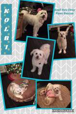 Maltese Dogs for adoption in St Louis, MO, USA