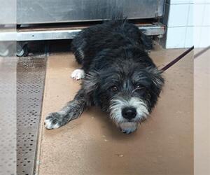 Mutt Dogs for adoption in Chula Vista, CA, USA