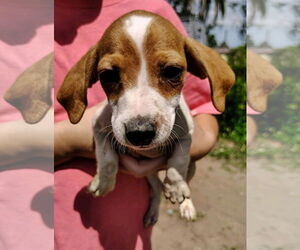 Doxle Dogs for adoption in Sanford, FL, USA
