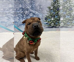 Chinese Shar-Pei-Unknown Mix Dogs for adoption in Euless, TX, USA