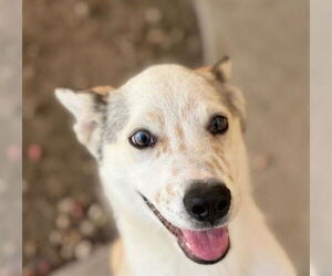 Pembroke Welsh Corgi Dogs for adoption in Tulsa, OK, USA
