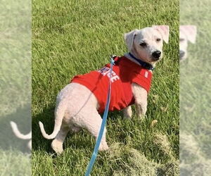 Bichon Frise-Unknown Mix Dogs for adoption in Mundelein, IL, USA