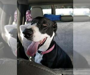 Great Dane Dogs for adoption in Prescott Valley, AZ, USA