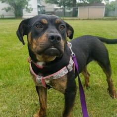 Rottweiler Dogs for adoption in Pendleton, NY, USA