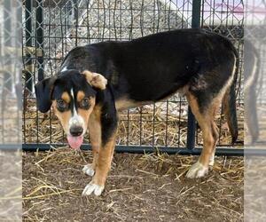 Rottweiler-Unknown Mix Dogs for adoption in Tulsa, OK, USA