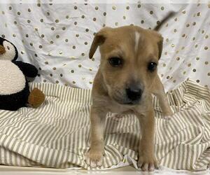 American Pit Bull Terrier-Unknown Mix Dogs for adoption in Modesto, CA, USA