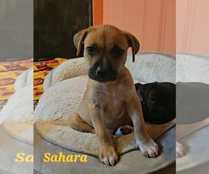 Mutt Dogs for adoption in Waterloo, IA, USA