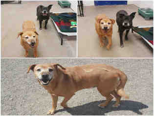 Labrador Retriever-Unknown Mix Dogs for adoption in Brighton, CO, USA