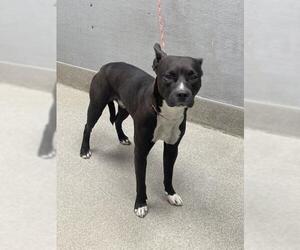 American Pit Bull Terrier-Unknown Mix Dogs for adoption in Las Vegas, NV, USA