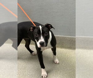 Labrador Retriever-Unknown Mix Dogs for adoption in Las Vegas, NV, USA