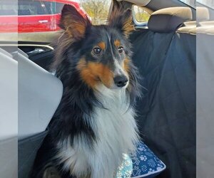 Mutt Dogs for adoption in Dublin, OH, USA