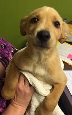 Shiba Inu Dogs for adoption in Joplin, MO, USA
