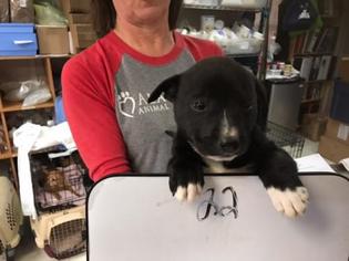 Boston Terrier Dogs for adoption in Freeport, FL, USA
