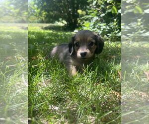 Dachshund-Unknown Mix Dogs for adoption in Plainfield, IL, USA