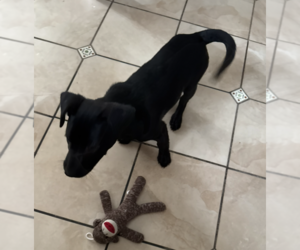 Labrador Retriever Dogs for adoption in Dana Point, CA, USA