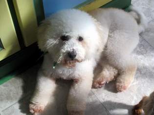 Poochon Dogs for adoption in Suffolk, VA, USA