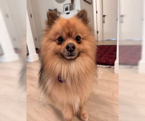 Medium Photo #1 Pomeranian Puppy For Sale in Fremont, CA, USA