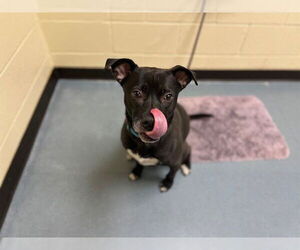 Mutt Dogs for adoption in Denver, CO, USA