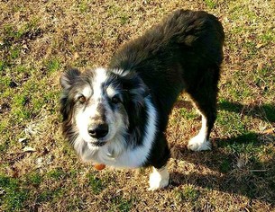 Australian Shepherd-Collie Mix Dogs for adoption in Ontario, CA, USA