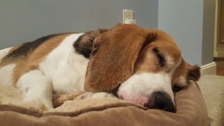 Beagle Dogs for adoption in Newport, KY, USA