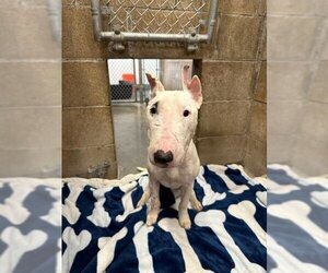 Miniature Bull Terrier Dogs for adoption in Big Bear City, CA, USA