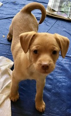 Medium Photo #1 Mutt Puppy For Sale in Livonia, MI, USA