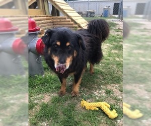Border-Aussie Dogs for adoption in Beaumont, TX, USA