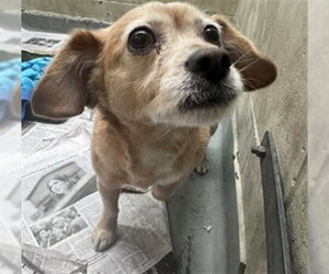 Medium Photo #1 Chihuahua-Unknown Mix Puppy For Sale in Anchorage, AK, USA