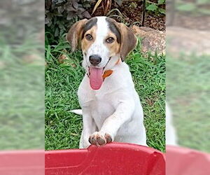 Labrador Retriever-Unknown Mix Dogs for adoption in Mount Airy, NC, USA
