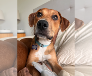 Mutt Dogs for adoption in Springdale, PA, USA