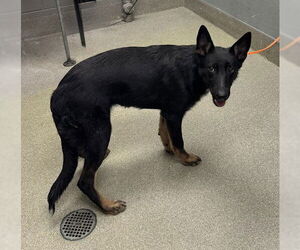 German Shepherd Dog-Unknown Mix Dogs for adoption in Las Vegas, NV, USA