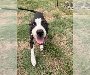 American Staffordshire Terrier Dogs for adoption in San Antonio, TX, USA