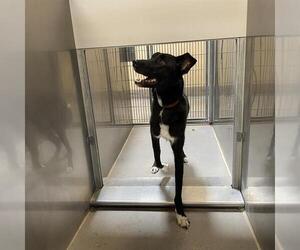 Shollie Dogs for adoption in Modesto, CA, USA