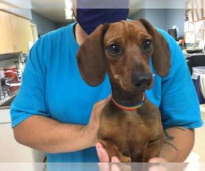 Dachshund Dogs for adoption in Riverside, CA, USA